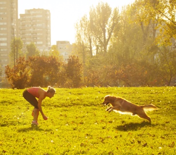 dog running in park