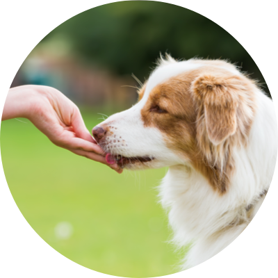 pet parent feeding dog a nexgard chew