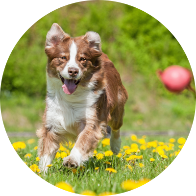 dog chasing after ball