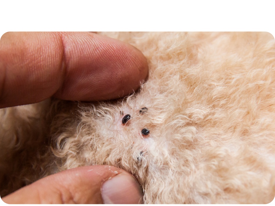 Engorged ticks on dog