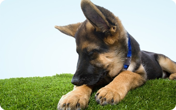 German Shepherd puppy on grass