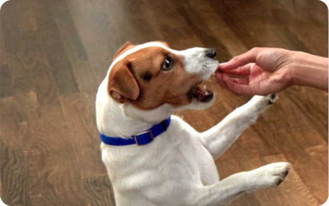 Small dog getting Nexgard Treat
