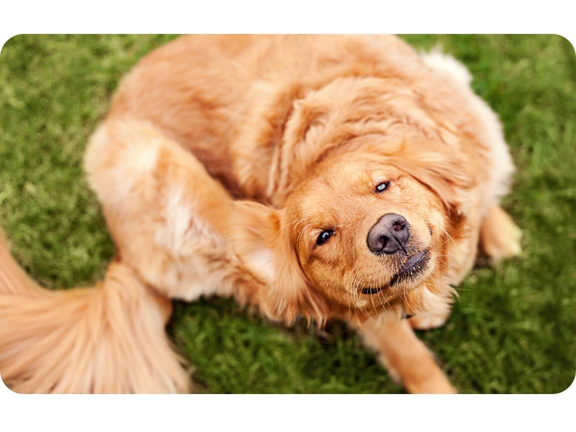 Dog scratching outdoors