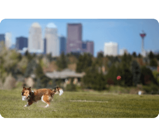 Dog playing in a park