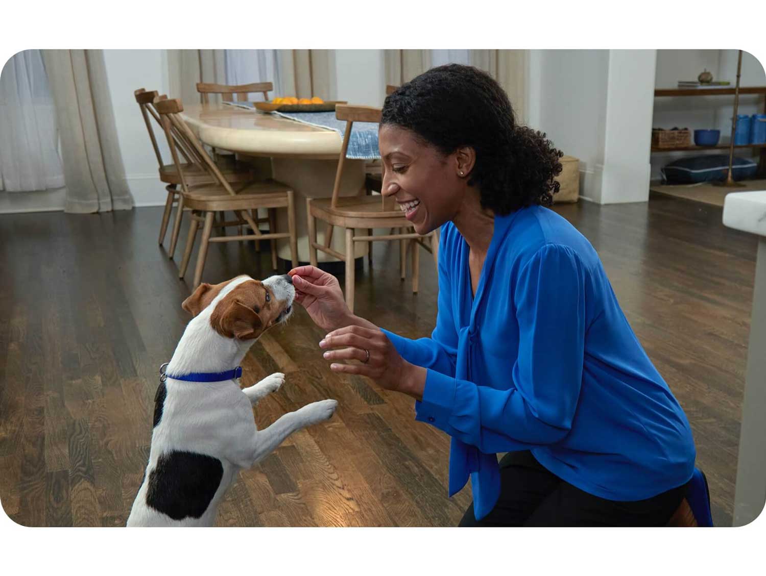 Woman administering NexGard chew to Jack Russell Terrier