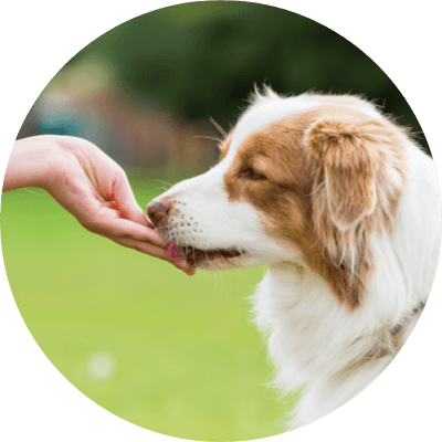 Pet owner feeding dog a NexGard chew