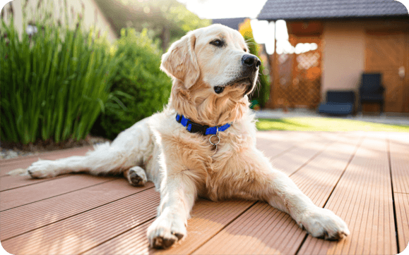 A white lab sits on the back deck of a house