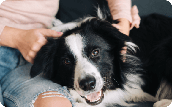 A black and white dog gets pet on the couch
