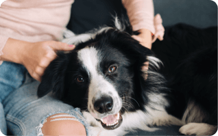 A black and white dog gets pet on the couch