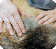A person cleans the bite area on a dog