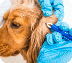 A vet using tweezers on a dog's ear to remove a tick