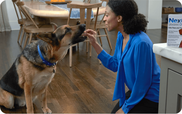 A woman feeds her German Shepherd NexGard