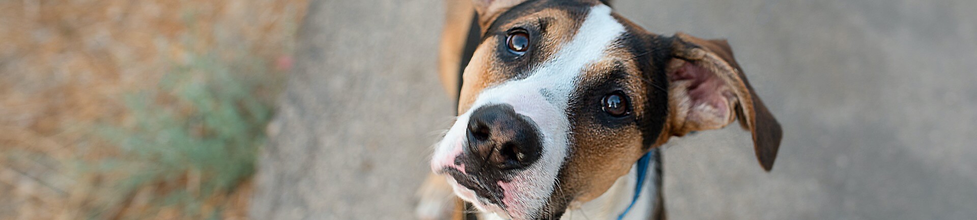 A cute dog tilts its head to one side, intently trying to understand what it just heard
