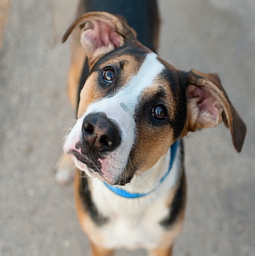 A cute dog tilts its head to one side, intently trying to understand what it just heard