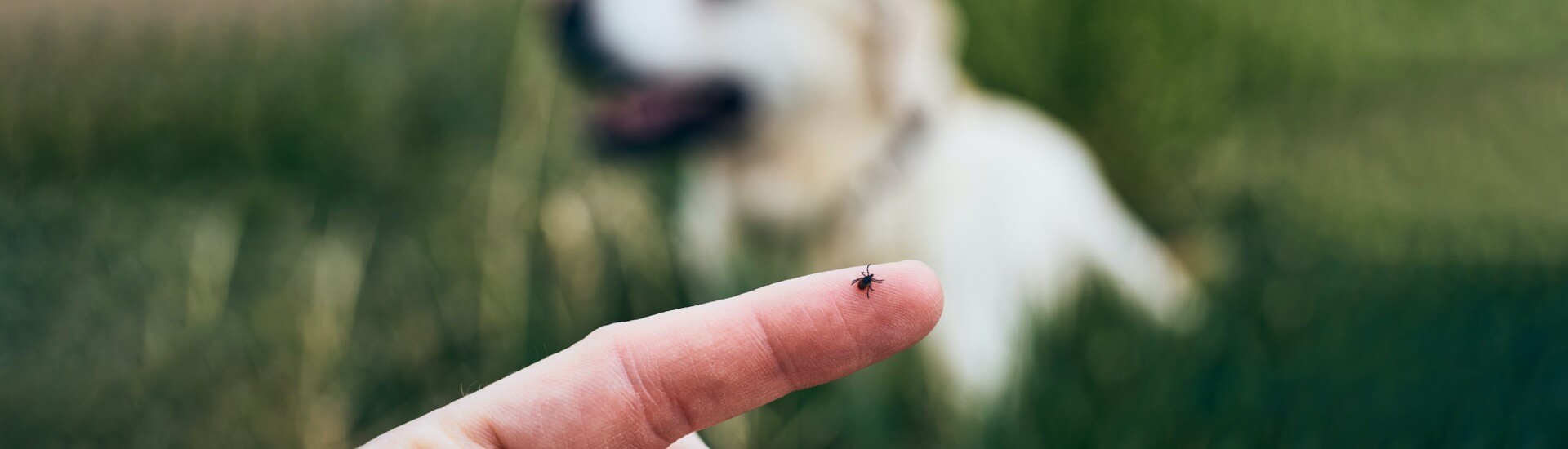A finger with a tick on it