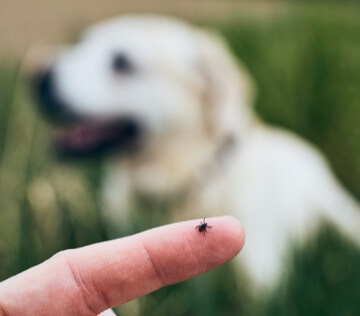 A finger with a tick on it