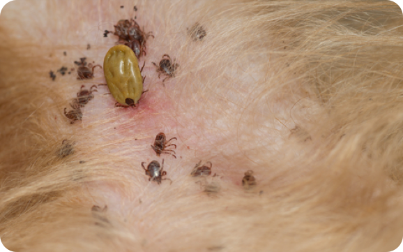 A group of ticks on a dog's skin