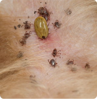 A group of ticks on a dog's skin