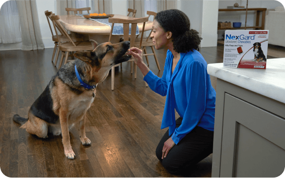 A woman gives her dog NexGard