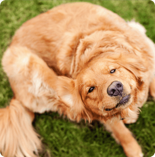 A golden retriever scratches itself but still looks cute