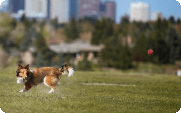 A dog plays outside in the park