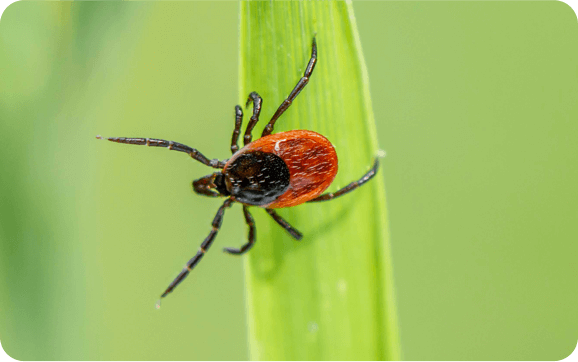 A tick on a piece of grass