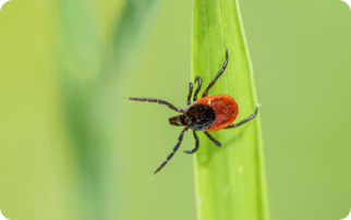 A tick on a piece of grass