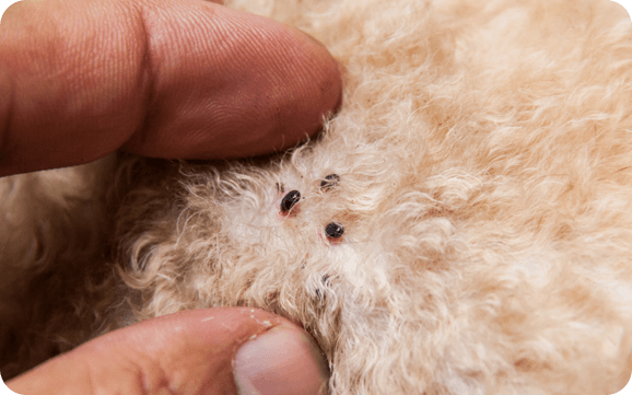 Fingers revealing ticks on a dog's skin