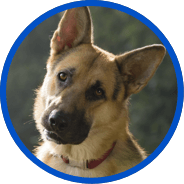 A german shepherd looks inquisitively at the 4th wall