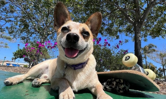 A happy little dog chilling by a skateboard