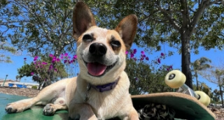 A happy little dog chilling by a skateboard