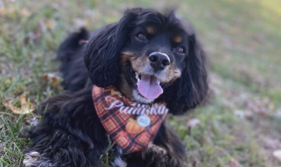 A happy black dog wearing an autumnal scarf