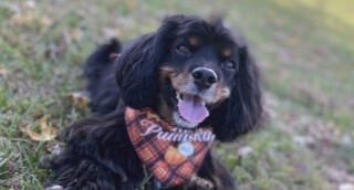 A happy black dog wearing an autumnal scarf