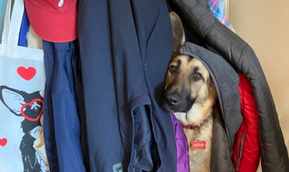 A german shepherd hiding among the coats in a closet