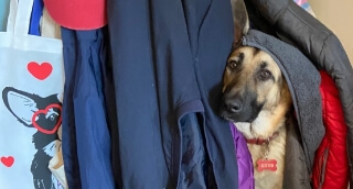 A german shepherd hiding among the coats in a closet