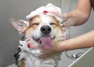 Dog being washing