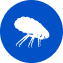 Fleas