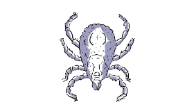 tick icon