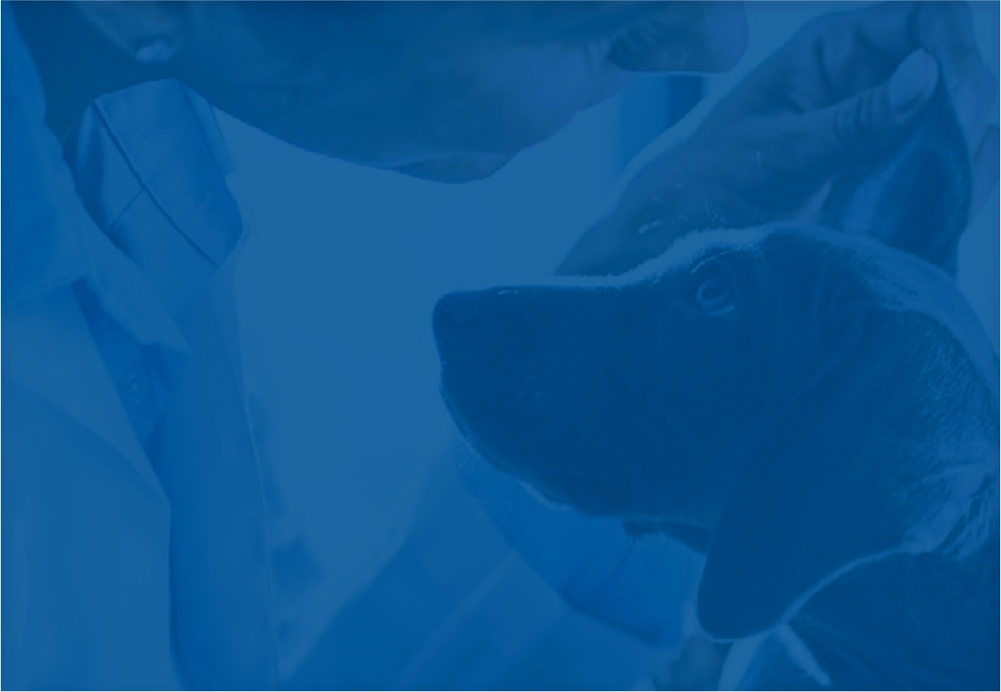 Preventing Flea Infestation background